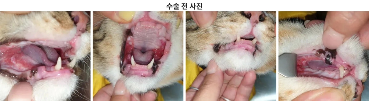 임상 사진