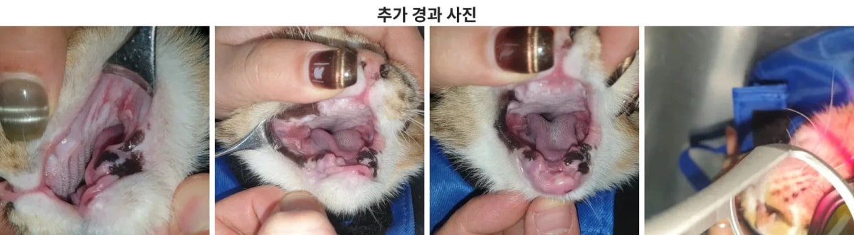 임상 사진