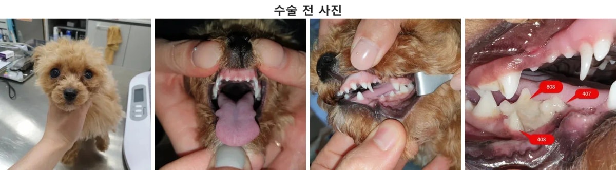 타지역에서 내원한 푸들 뽀숑이의 수술 전 모습