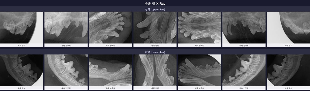 뽀숑이의 수술 전 전체 구강 엑스레이 소견