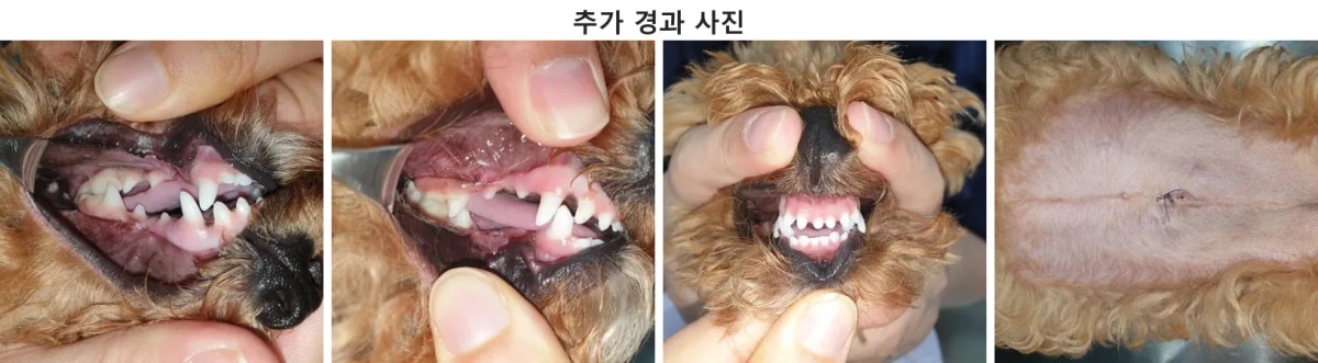 수술 후 건강한 미소를 되찾고 활력을 회복한 뽀숑이