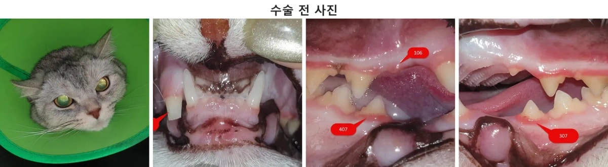 치과 수술을 위해 내원한 고양이 보리의 늠름한 모습