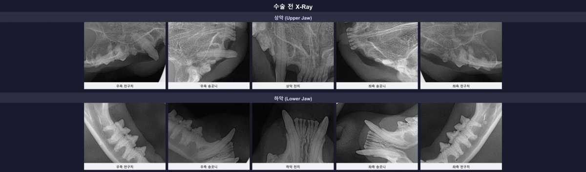 고양이 송곳니 파절 및 하악 치아 흡수성 병변 확인을 위한 수술 전 엑스레이