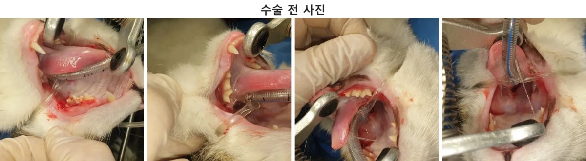 치과 수술을 위해 내원한 고양이 콩이의 모습
