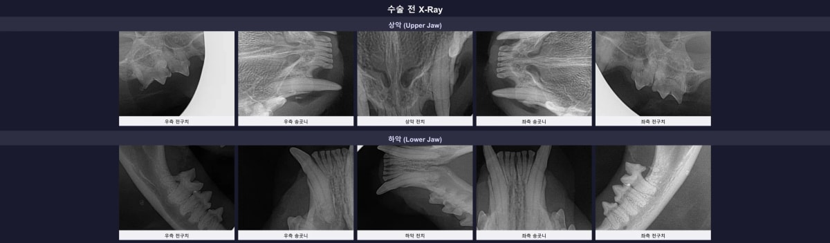수술 전 고양이 콩이의 구강 방사선(X-ray) 사진