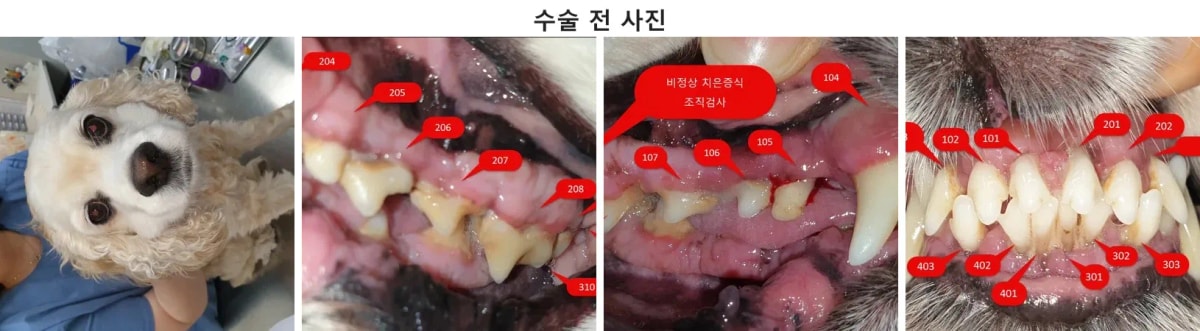 치과 수술을 위해 내원한 12살 코커스파니엘 환자의 모습