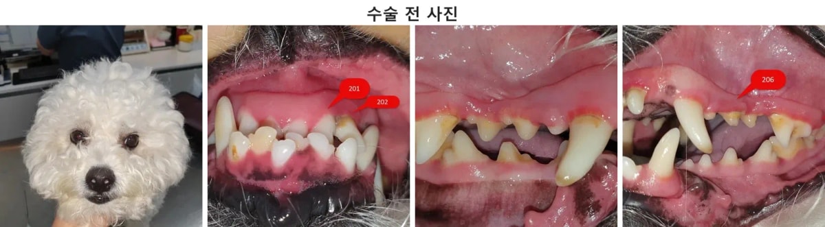 비숑 프리제 뽀송이의 수술 전 구강 및 안면 사진