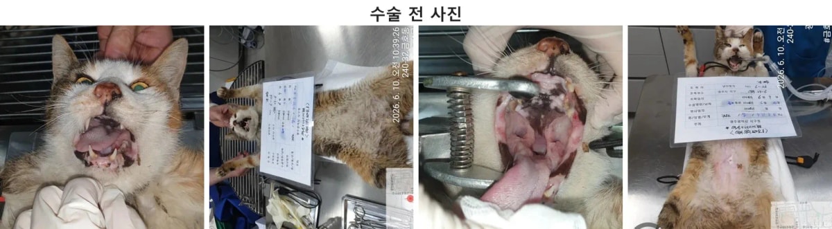 길고양이 괭이의 내원 당시 안면부 및 구강 상태 사진