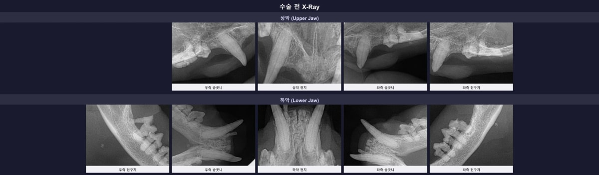 수술 전 촬영된 괭이의 디지털 구강 방사선 엑스레이 소견
