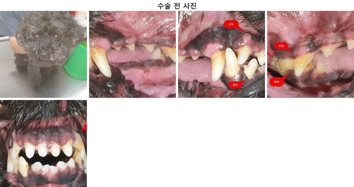 광주 치과 동물병원에 내원한 푸들 카모의 수술 전 상태