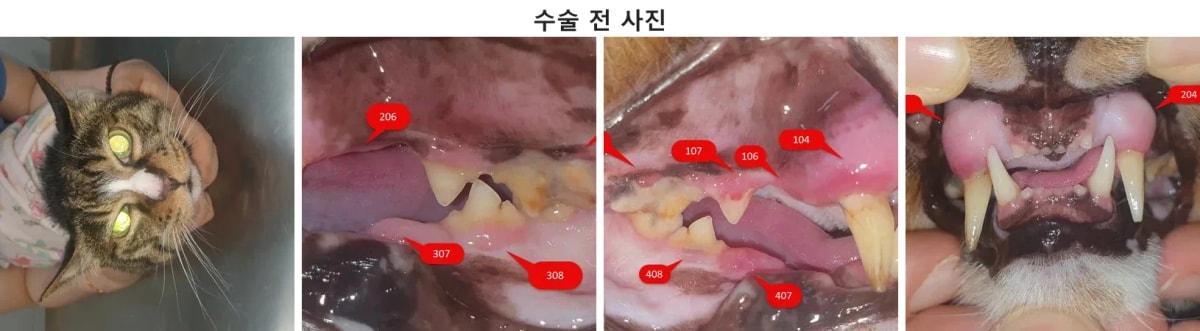 치과 치료를 위해 내원한 15세 노령 고양이 롯테의 수술 전 모습