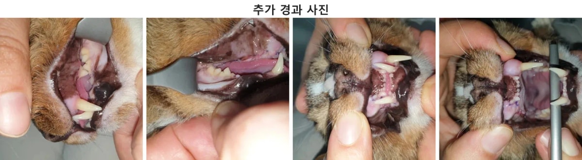 수술 후 잇몸이 잘 아물고 활력을 되찾은 롯테의 리첵 확인 모습