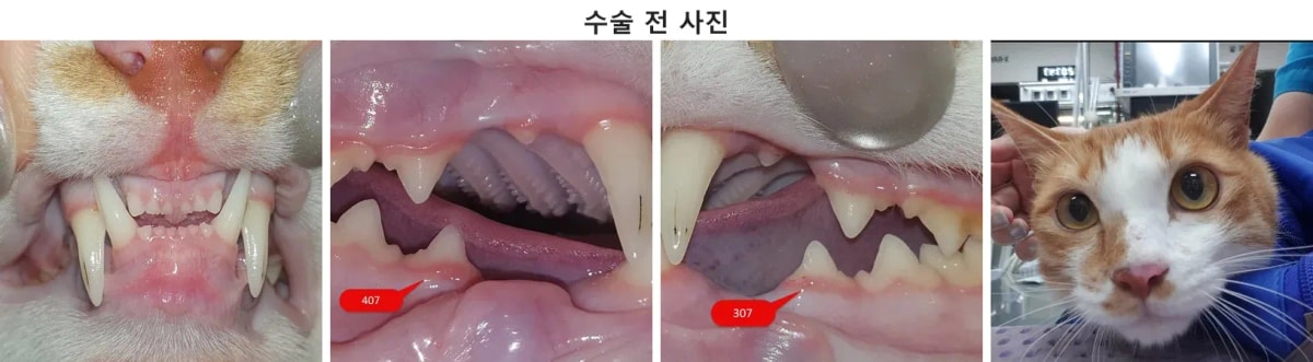 광주 치과 동물병원에 내원한 고양이 쿠키의 수술 전 구강 및 환자 상태