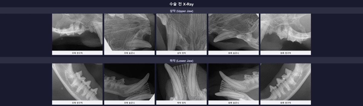 고양이 쿠키의 수술 전 전체 구강 방사선 엑스레이 사진