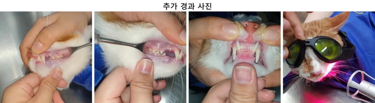 발치 부위 잇몸이 깨끗하게 아물고 송곳니 레진이 잘 유지된 쿠키의 회복 후 사진