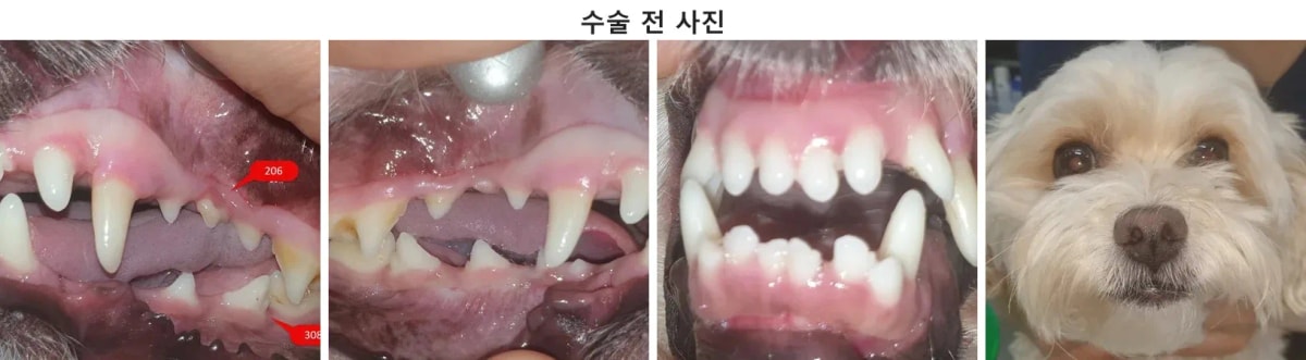 치과 수술 전 마롱이의 구강 및 얼굴 상태 확인