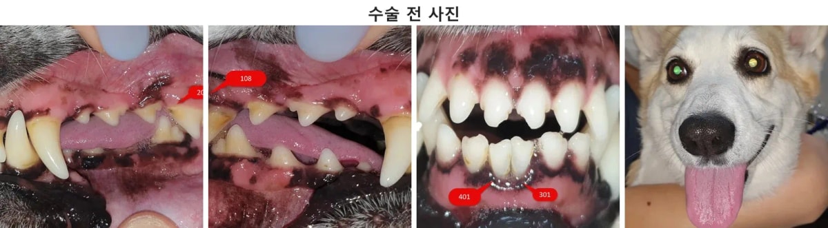 단풍이 내원 당시 구강 및 얼굴 상태