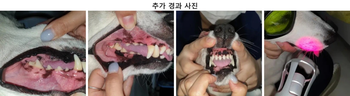통증 없이 건강을 되찾은 단풍이의 치료 후 모습