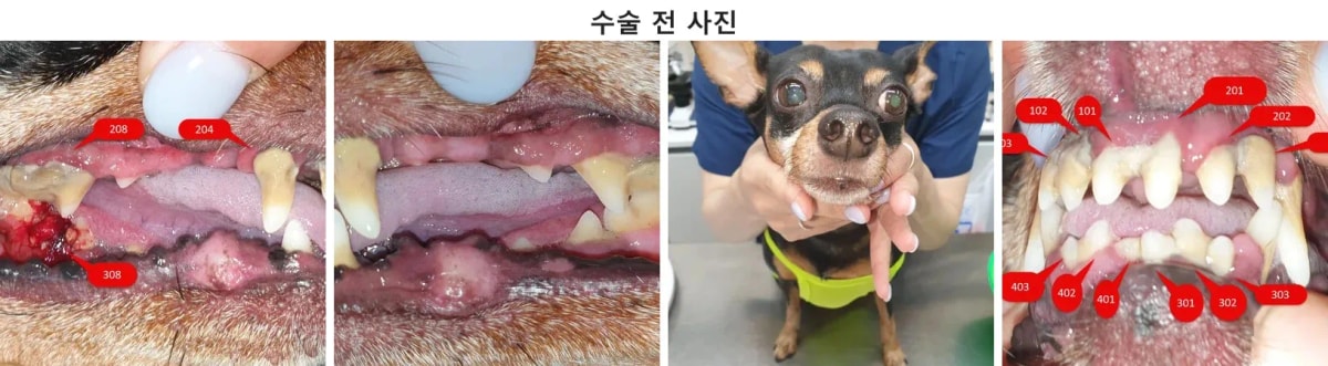 치과 수술 전 극심한 통증을 호소하며 내원한 미니핀 달이의 모습