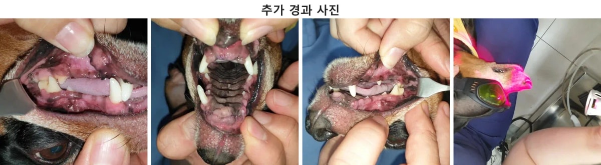 수술 후 통증이 사라져 편안하게 회복 중인 달이의 모습