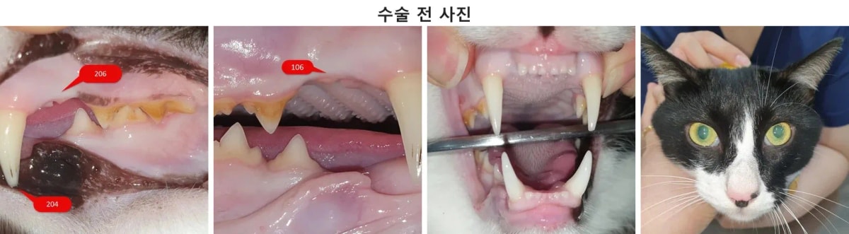 광주 치과 동물병원에 내원한 고양이 또또의 수술 전 얼굴 및 구강 상태