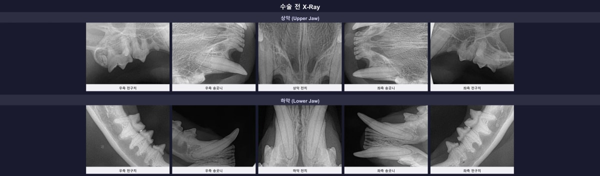 수술 전 또또의 전체 구강 방사선 엑스레이 - 다발성 치아 흡수 병변 확인