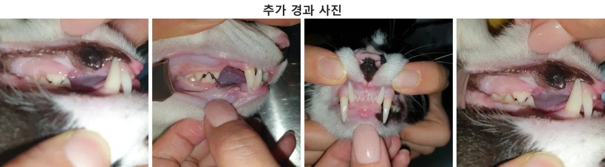 치료 후 염증이 가라앉고 깨끗하게 회복된 또또의 입 안 잇몸 상태 리첵 사진