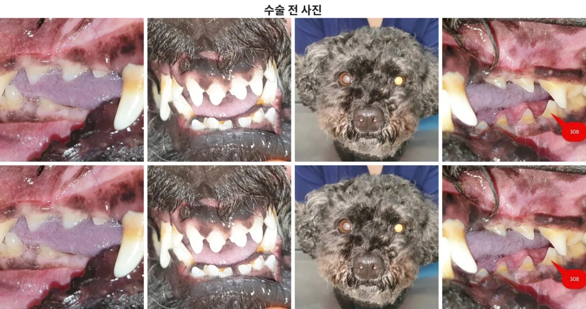 치과 수술 전 송이의 전반적인 구강 및 내원 당시 모습