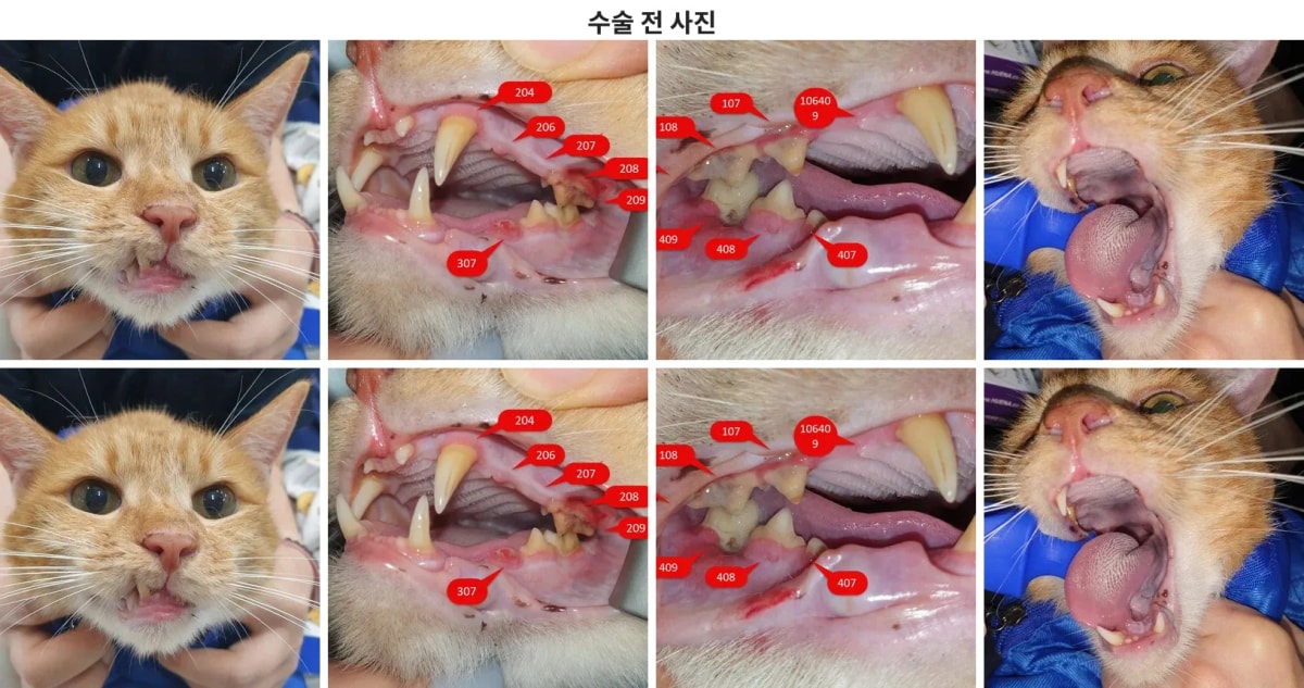 내원 당시 콩콩이의 얼굴과 구강 상태
