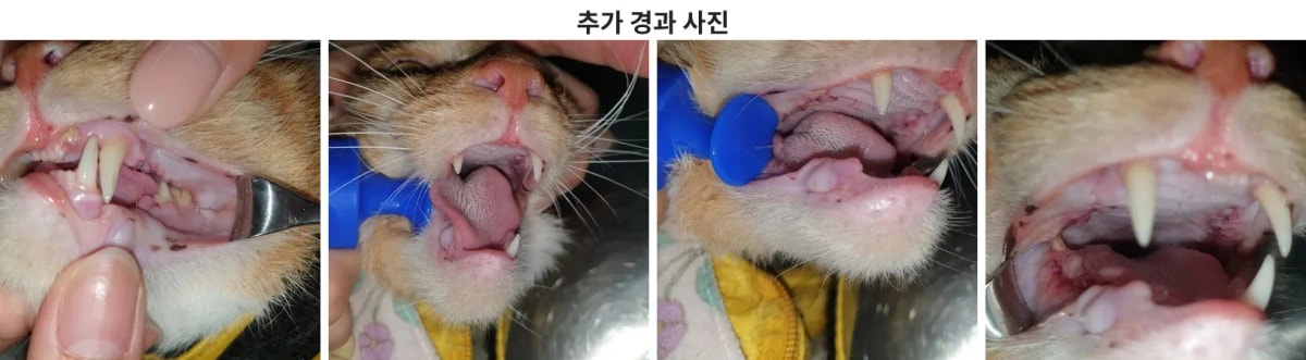 치료 후 경과 확인 시 콩콩이의 구강 상태