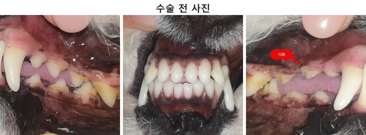 이번 증례의 수술 전 모습