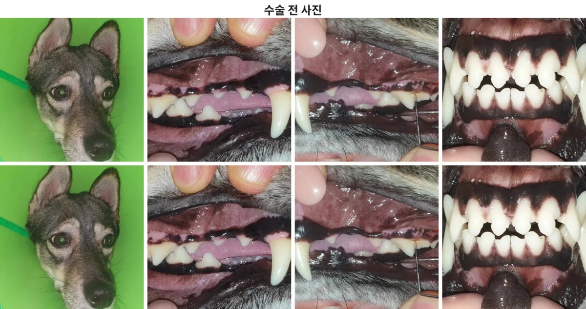 흑미의 전신 및 구강 상태 모습