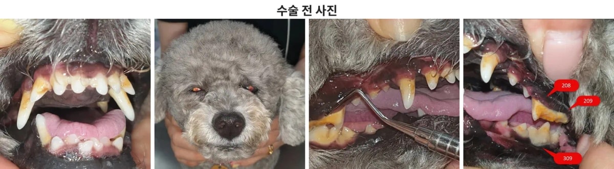 임상 사진