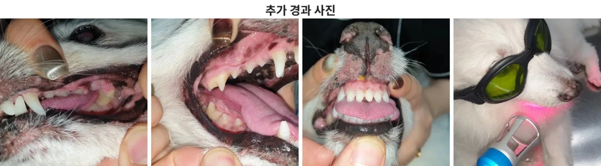 임상 사진