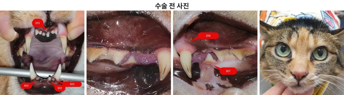찰리의 내원 당시 모습과 구강 상태
