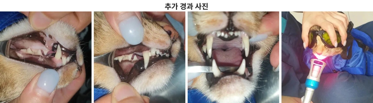 치료 후 건강을 되찾고 밥을 잘 먹는 찰리의 리첵 모습