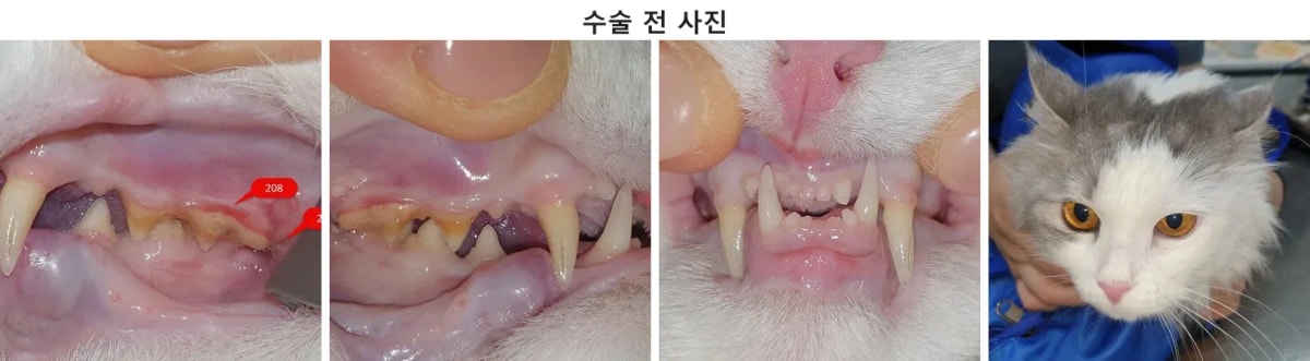 내원 당시 콩이의 전반적인 구강 및 얼굴 상태 확인