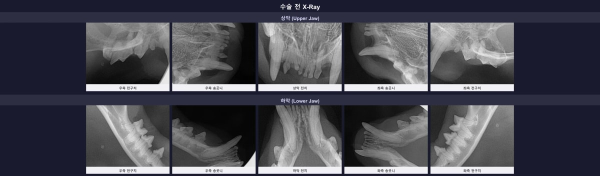 수술 전 콩이의 전체 구강 엑스레이 촬영 이미지
