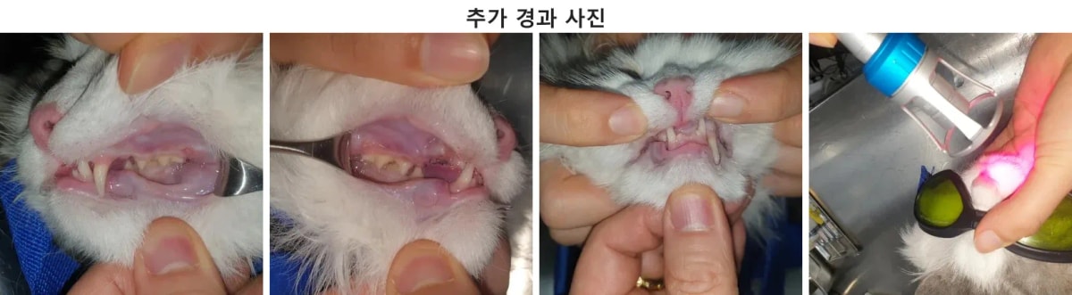 수술 1주일 후 밝은 모습으로 내원하여 깨끗하게 회복된 콩이의 구강 상태