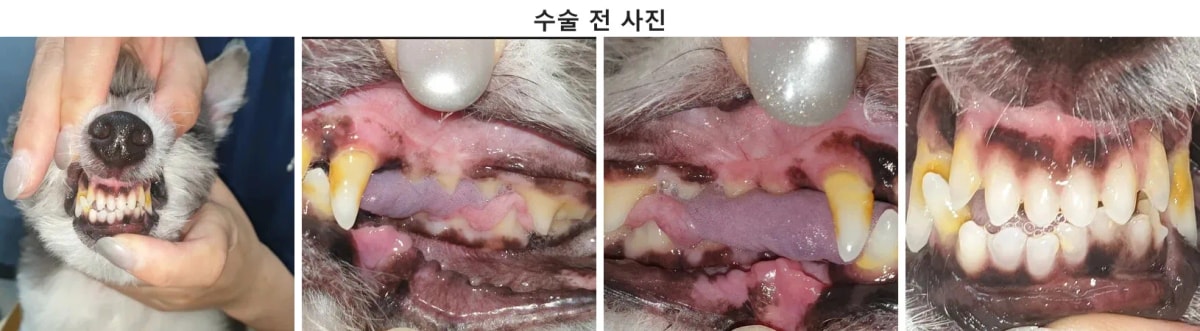 스피츠 꾸꾸의 내원 당시 전반적인 외모와 구강 상태