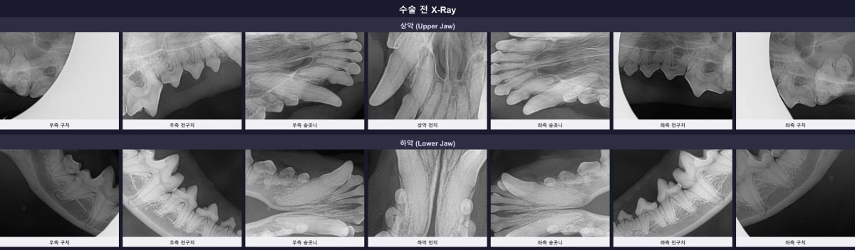 수술 전 꾸꾸의 구강 방사선 엑스레이 사진, 양호한 치조골 상태 및 초기 치주염 소견 확인