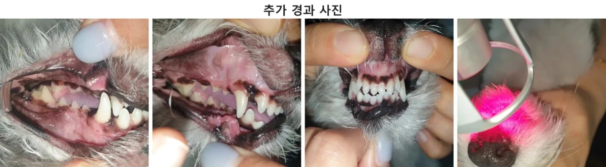 치주 치료 후 다시 맑은 미소와 활력을 되찾은 스피츠 꾸꾸의 리첵 내원 모습