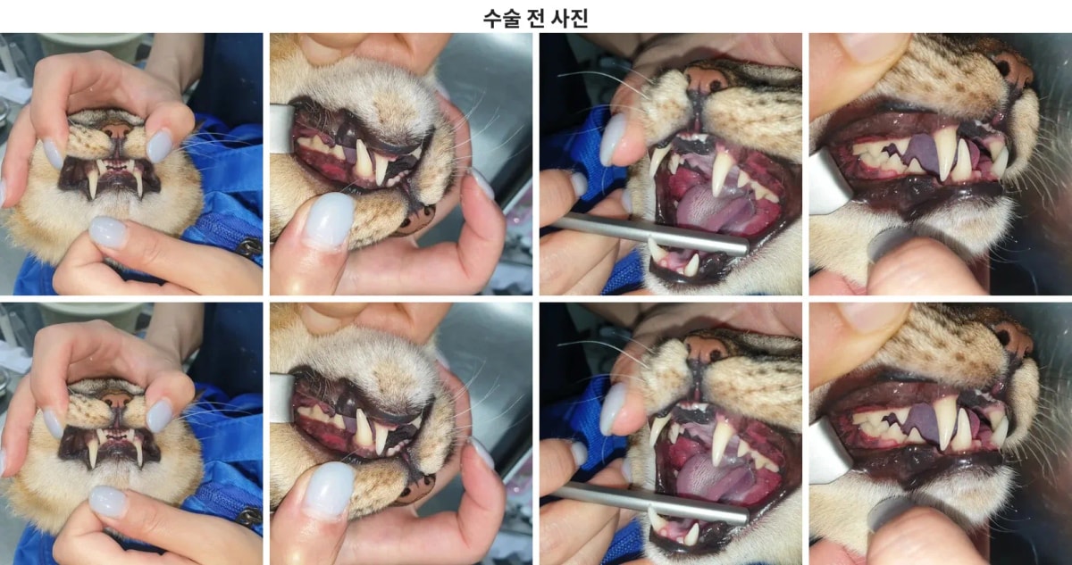 하늘이의 치료 전 모습과 구강 상태