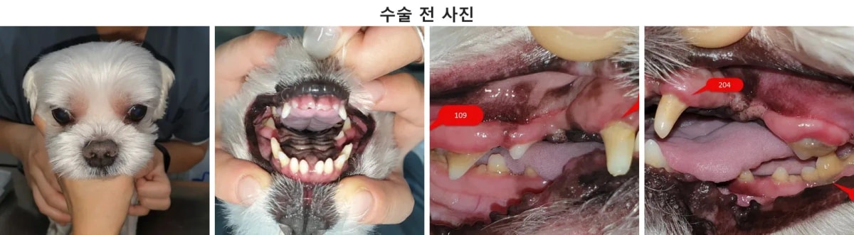 광주 서구 금호동물병원에 내원한 말티즈 삼백이의 수술 전 모습