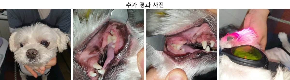 치과 수술 후 밝은 모습을 되찾은 삼백이와 잇몸 치유 경과 확인