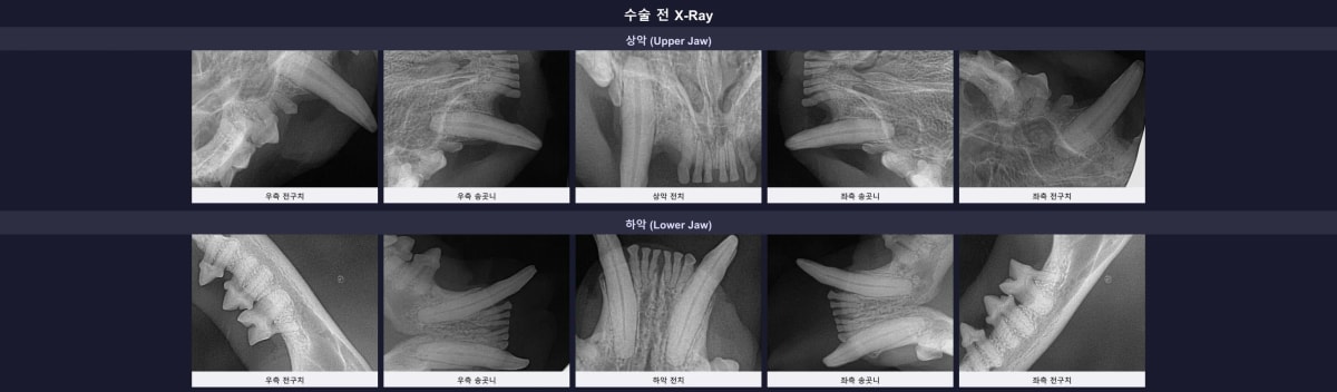 쉼터에서 구조되어 내원한 애뚠이의 모습