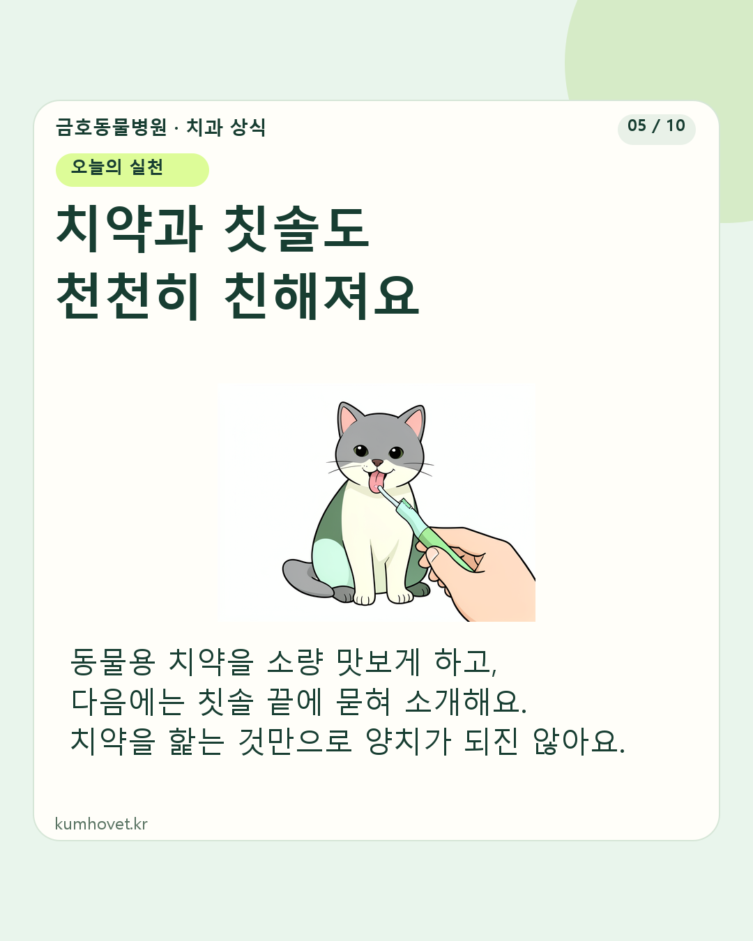 회색 고양이가 보호자가 든 작은 칫솔 끝의 치약을 살짝 핥는 일러스트