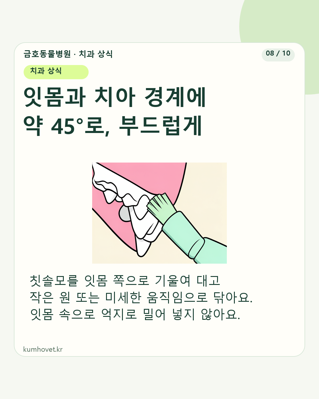 치아와 잇몸 경계에 부드러운 칫솔모를 비스듬히 대는 개념도 일러스트