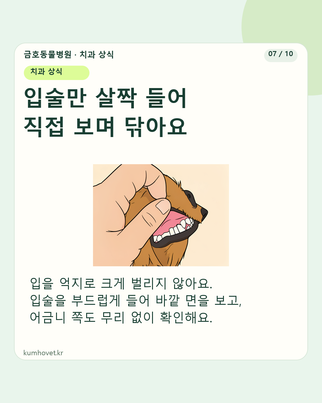 입을 거의 다문 강아지의 윗입술을 살짝 들어 바깥쪽 치아를 확인하는 일러스트