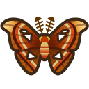 Atlas moth